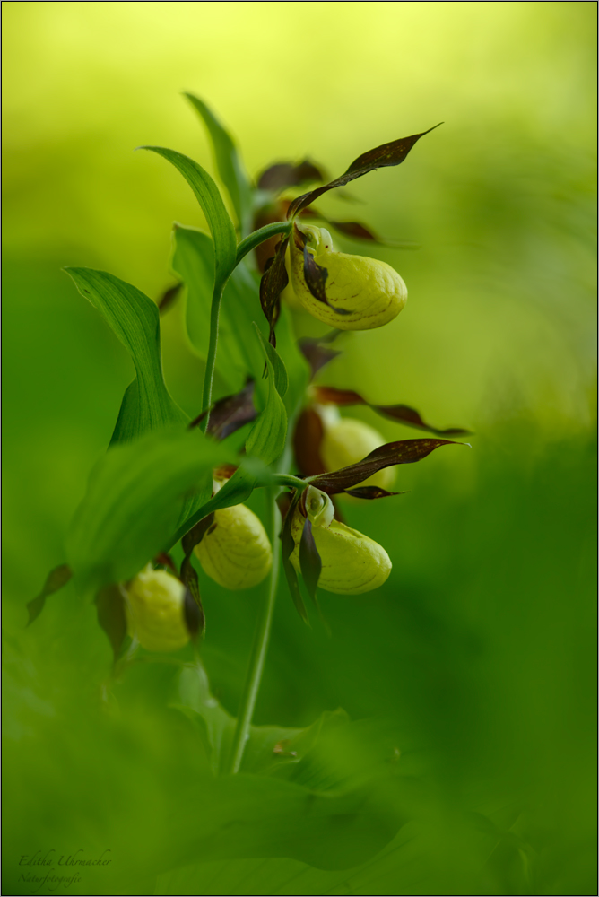 frauenschuh (Cypripedium calceolus), 02/14