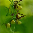 frauenschuh (Cypripedium calceolus), 02/14