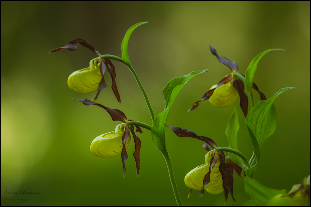 frauenschuh (Cypripedium calceolus), 03/14