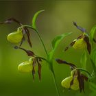 frauenschuh (Cypripedium calceolus), 03/14