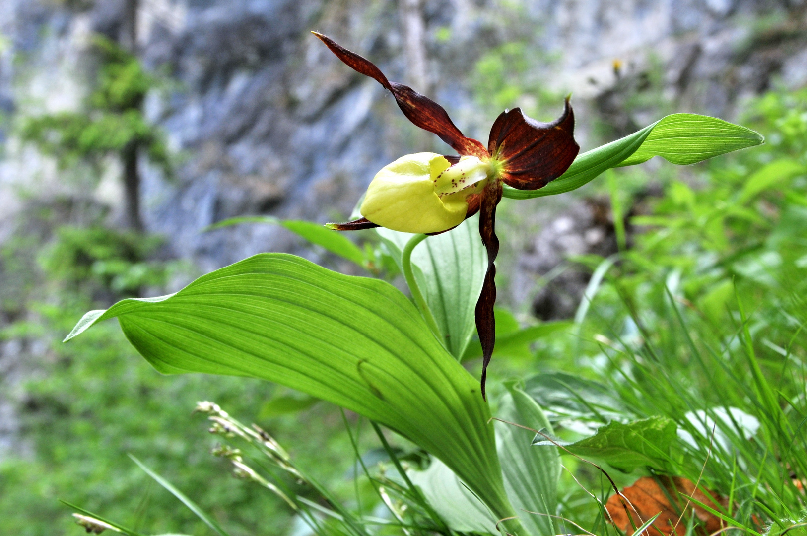 Frauenschuh (Cypripedium calceolus)