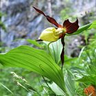 Frauenschuh (Cypripedium calceolus)