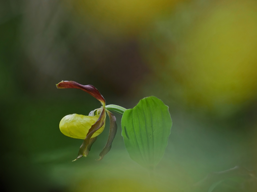 Frauenschuh (Cypripedium calceolus)