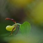 Frauenschuh (Cypripedium calceolus)