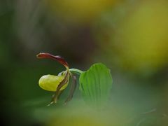 Frauenschuh (Cypripedium calceolus)