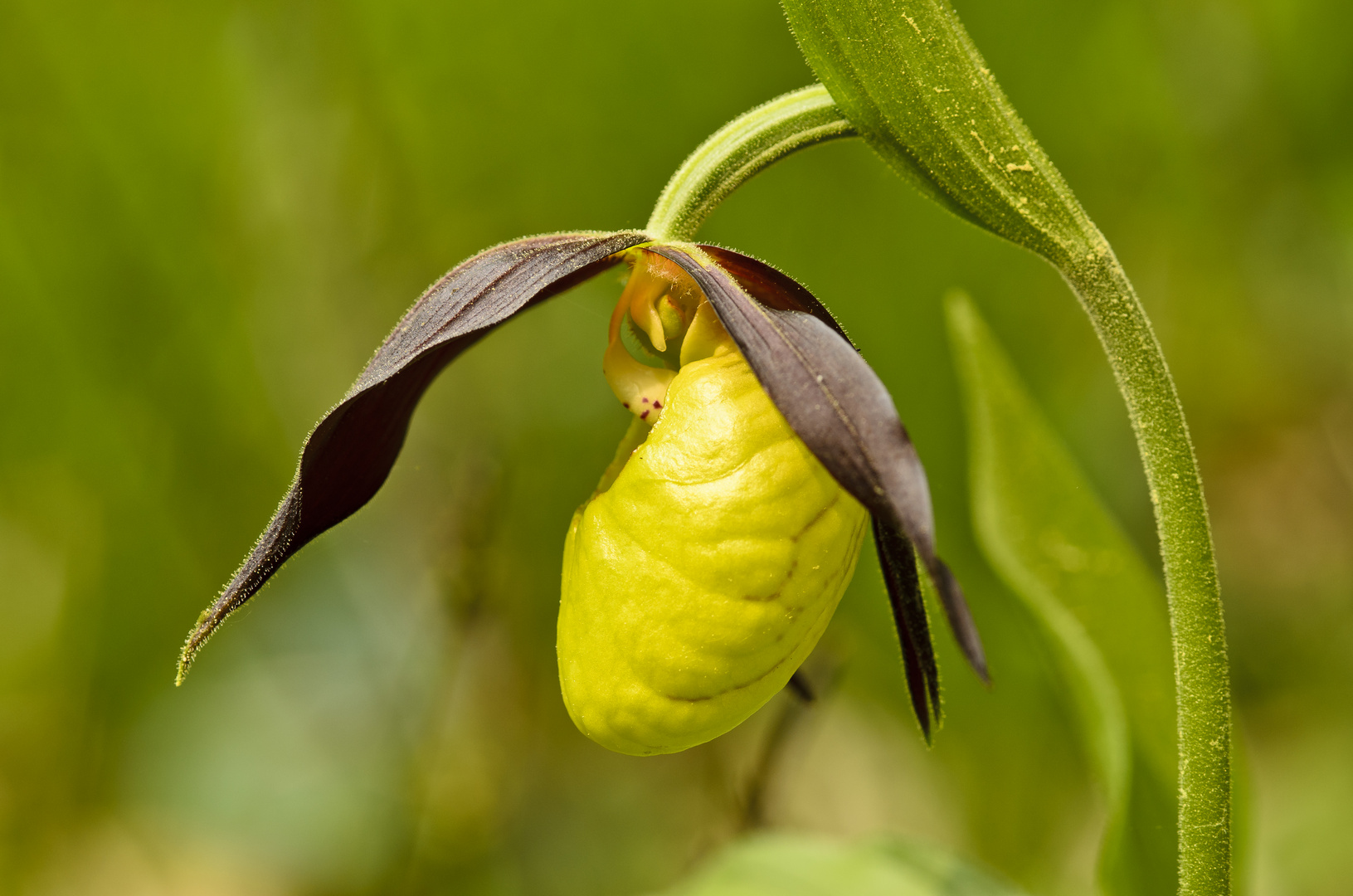 Frauenschuh (Cypripedium calceolus) 1