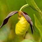 Frauenschuh (Cypripedium calceolus) 1