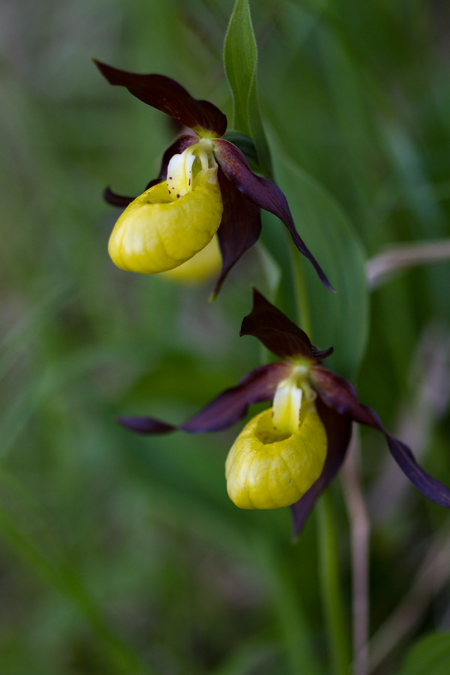 Frauenschuh / Cypripedium calceolus 17. juni 2012