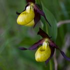 Frauenschuh / Cypripedium calceolus 17. juni 2012