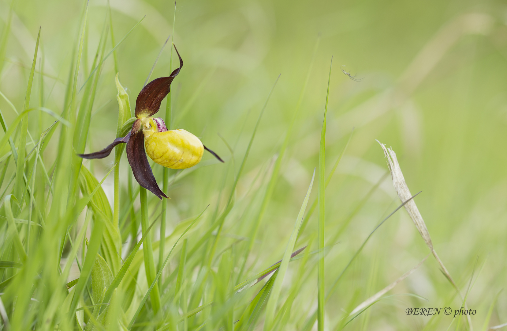 Frauenschuh (Cypripedium calceolus)