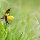 Frauenschuh (Cypripedium calceolus)