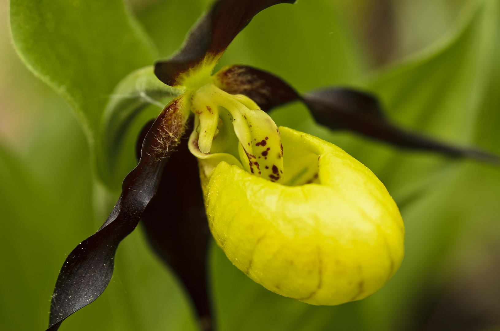 Frauenschuh (Cypripedium calceolus) 2