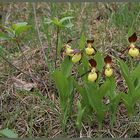 Frauenschuh (Cypripédium calcéolus)