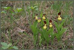 Frauenschuh (Cypripédium calcéolus)