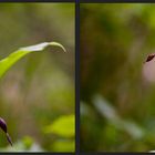 Frauenschuh (Cypripedium calceolus)