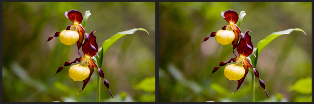 Frauenschuh (Cypripedium calceolus)