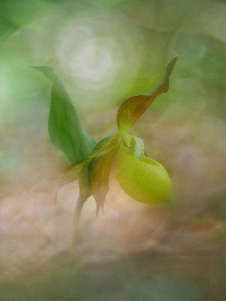 Frauenschuh, Cypripedium calceolus