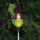 Frauenschuh (Cypripedium calceolus)