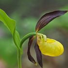 Frauenschuh (Cypripedium calceolus)