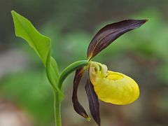 Frauenschuh (Cypripedium calceolus)