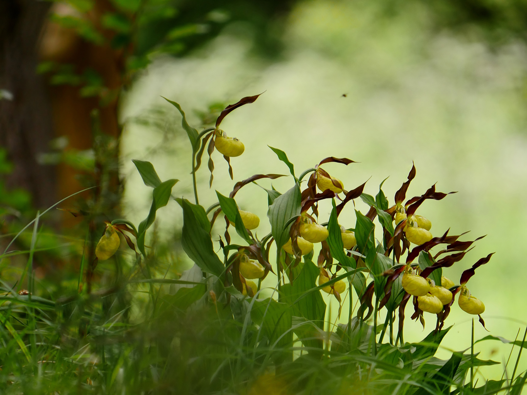 Frauenschuh (Cypripedium calceolus)