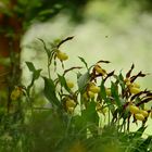 Frauenschuh (Cypripedium calceolus)