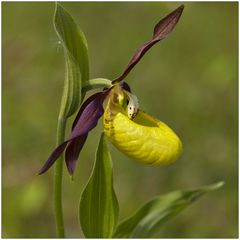 Frauenschuh , Cypripedium calceolus