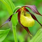 Frauenschuh (Cypripedium calceolus)