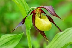 Frauenschuh (Cypripedium calceolus)