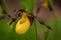 Frauenschuh - Cypripedium calceolus