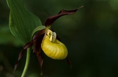 Frauenschuh (Cypripedium calceolus)