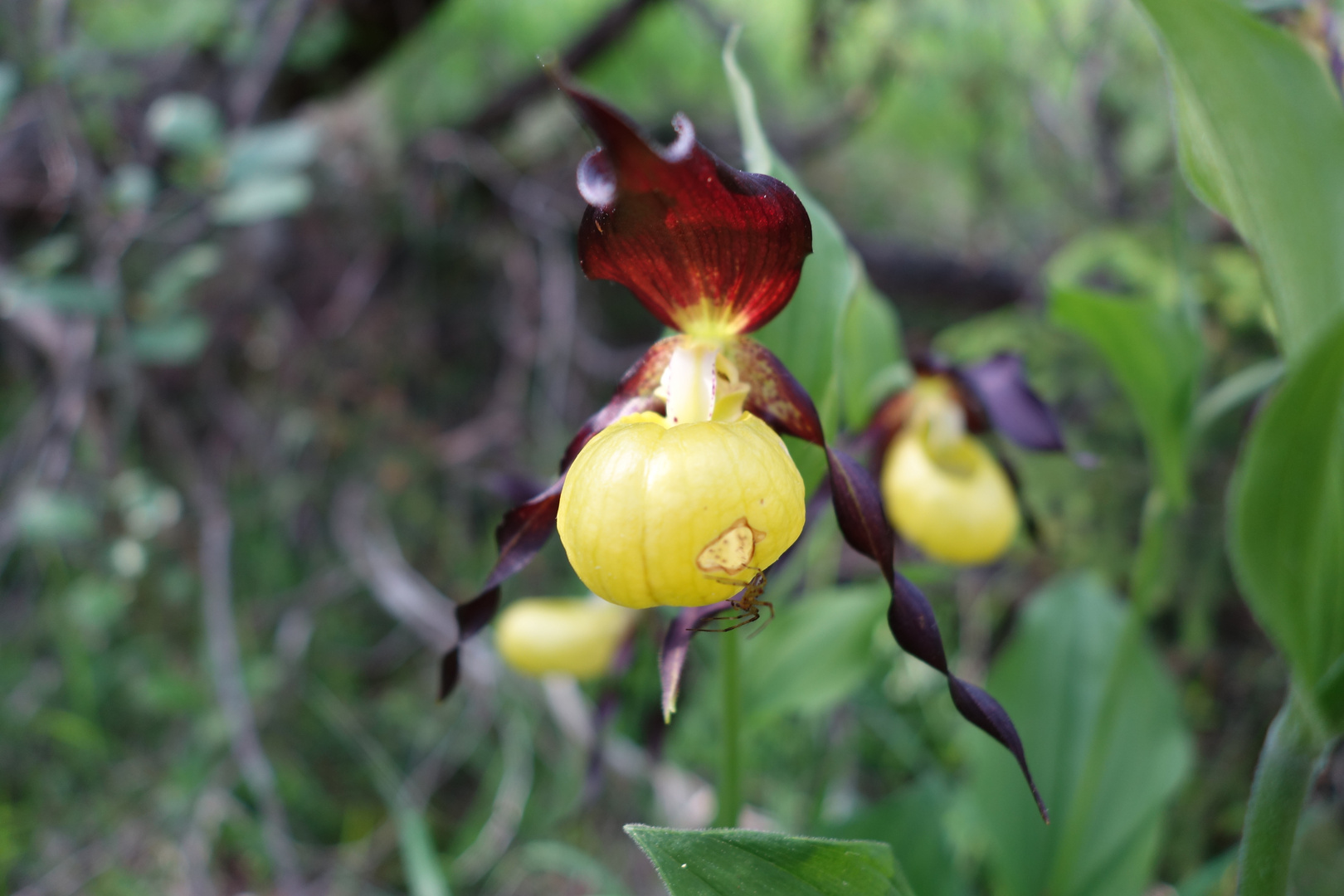 Frauenschuh (Cypripedium calceolus)