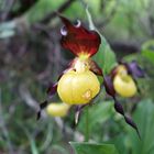 Frauenschuh (Cypripedium calceolus)