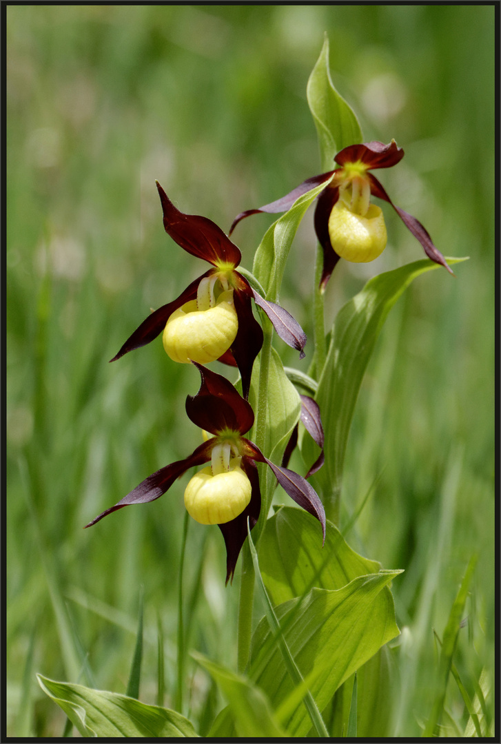 Frauenschuh (Cypripedium calceolus)