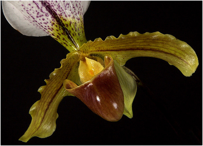 Frauenschuh ( Cypripedium calceolus )