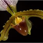 Frauenschuh ( Cypripedium calceolus )