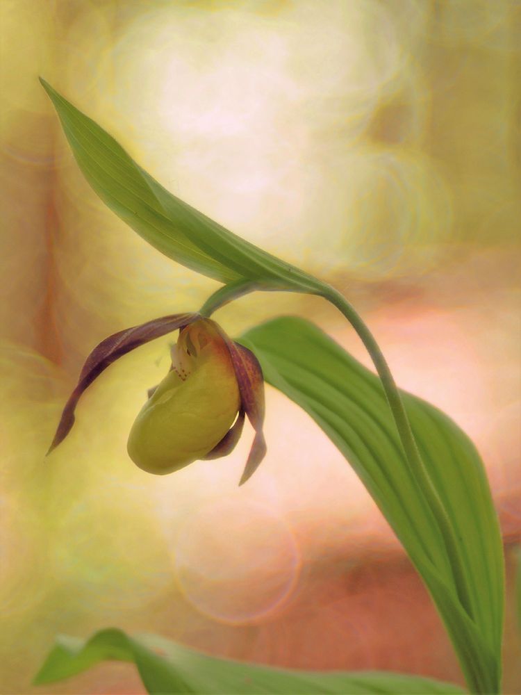 Frauenschuh (Cypripedium calceolus)