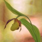 Frauenschuh (Cypripedium calceolus)