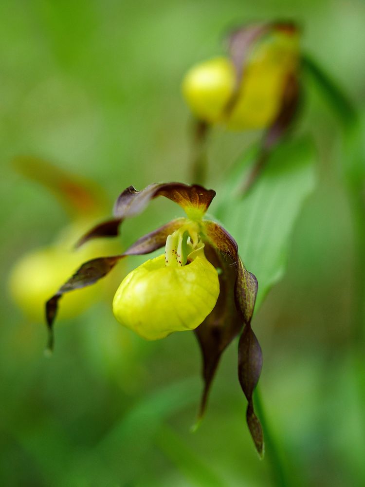 Frauenschuh (Cypripedium calceolus)