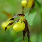 Frauenschuh (Cypripedium calceolus)