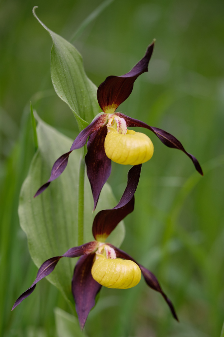 Frauenschuh (Cypripedium calceolus)