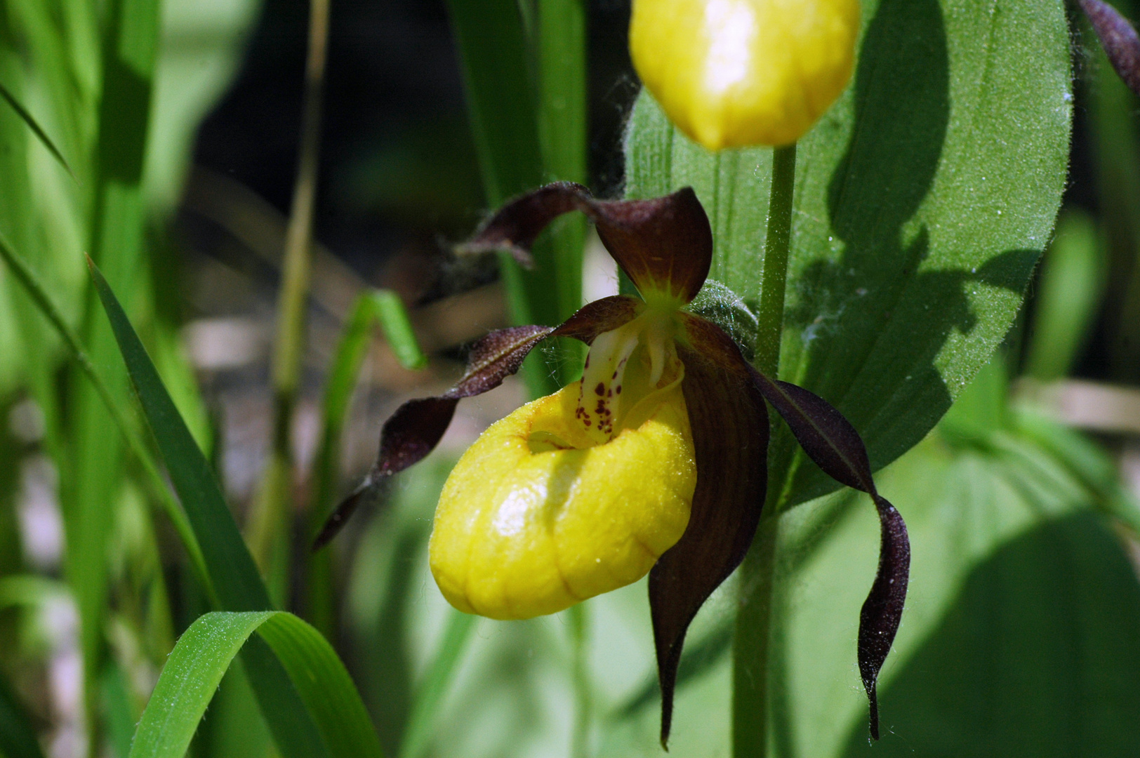 Frauenschuh (Cypripedium calceolus)