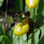 Frauenschuh (Cypripedium calceolus)