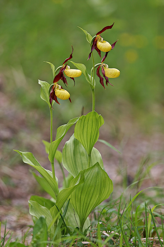 Frauenschuh (Cypripedium calceolus)