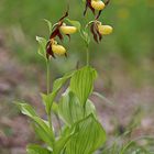 Frauenschuh (Cypripedium calceolus)