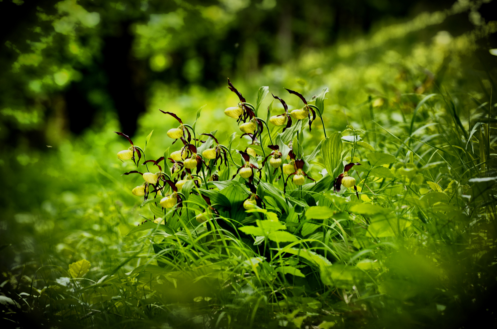 Frauenschuh (Cypripedium calceolus)