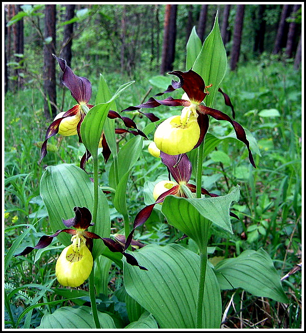 Frauenschuh (Cypripedium calceolus)