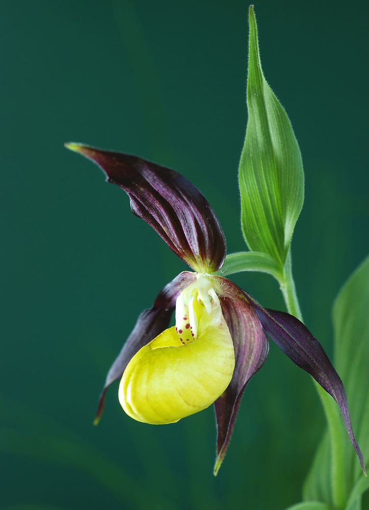 Frauenschuh (Cypripedium calceolus)