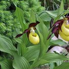 Frauenschuh - Cypripedium calceolus die Orchidee des Jahres