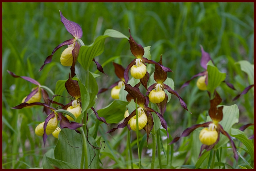 Frauenschuh (Cypripedium calceolus) die Zweite